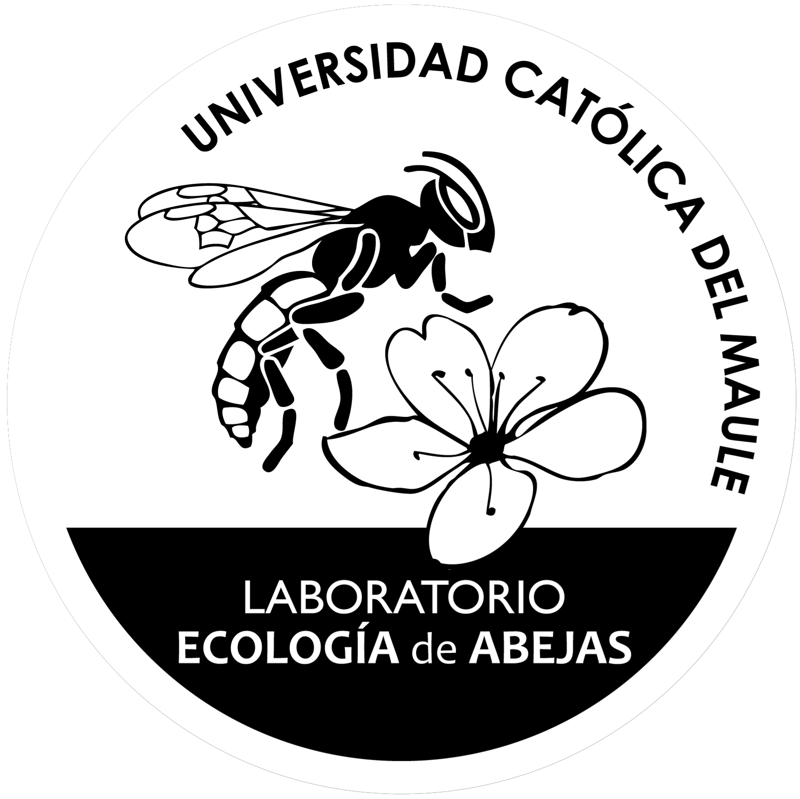 Universidad Católica del Maule